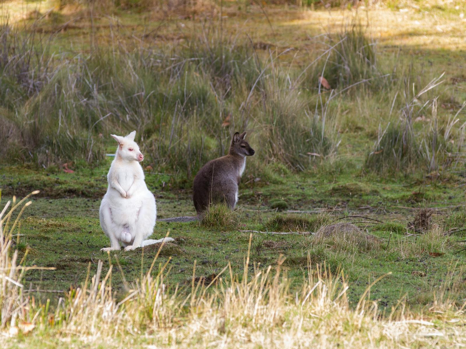 White Wallaby on Bruny Island, Bruny Island Tours and Wildlife