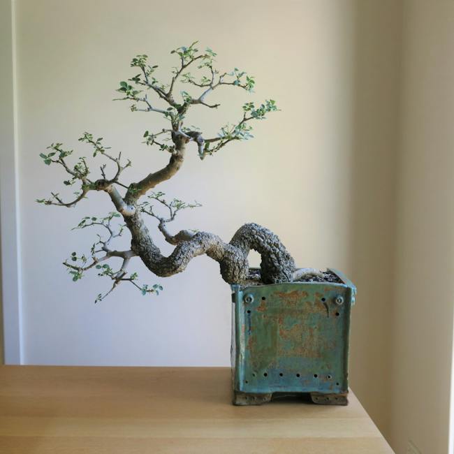 Bonsai created by Luke Parsons