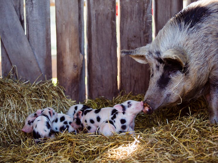 Visit the Tocal Homestead pigs and piglets