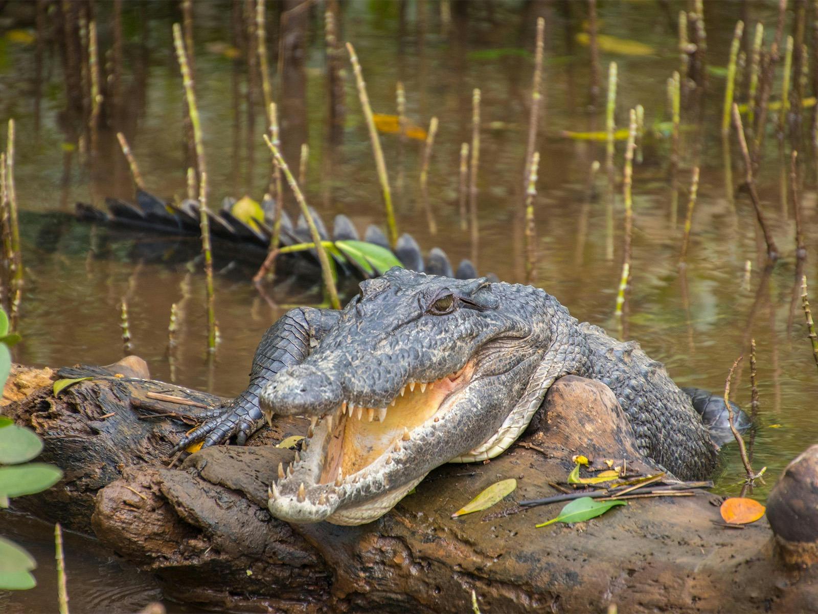 Crocodile Spotting Daintree River Cruise