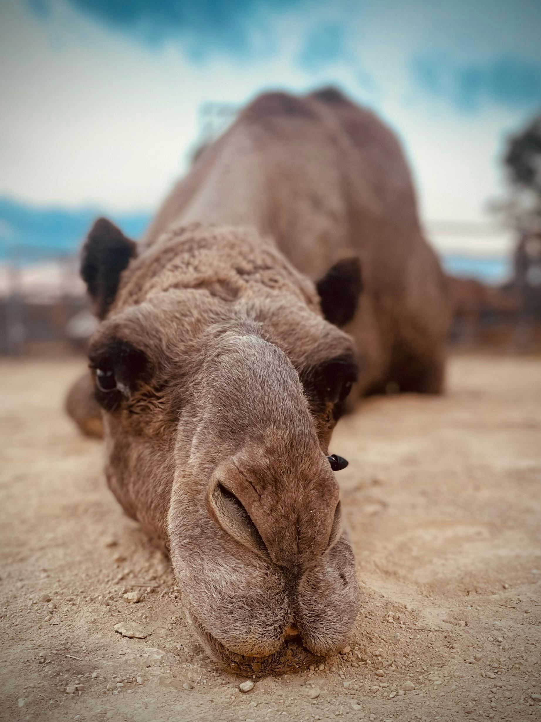 Bushfield Farm Camels