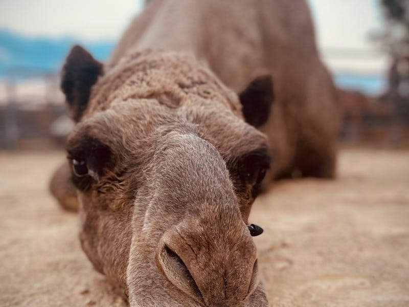 camel