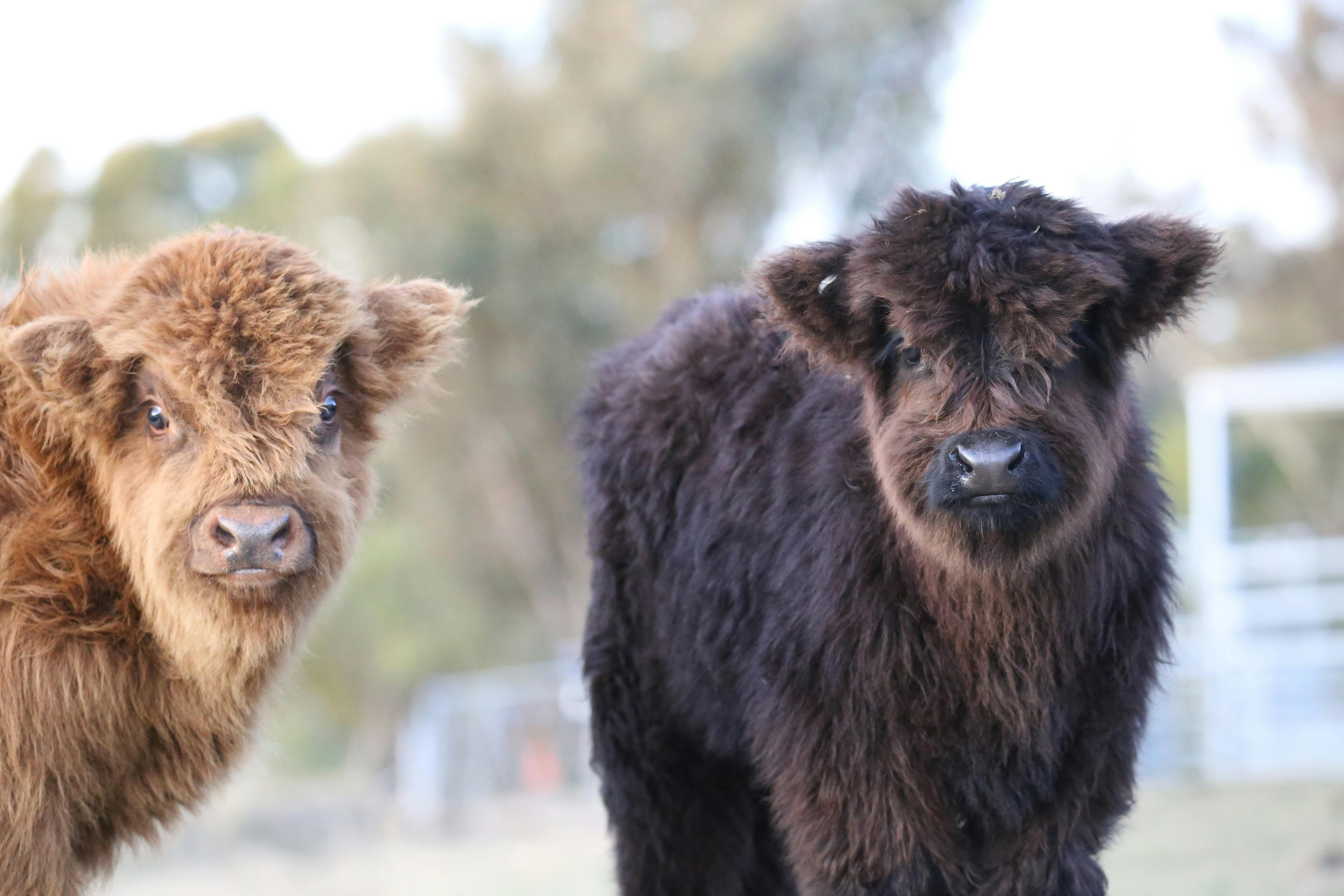 하이랜드 송아지