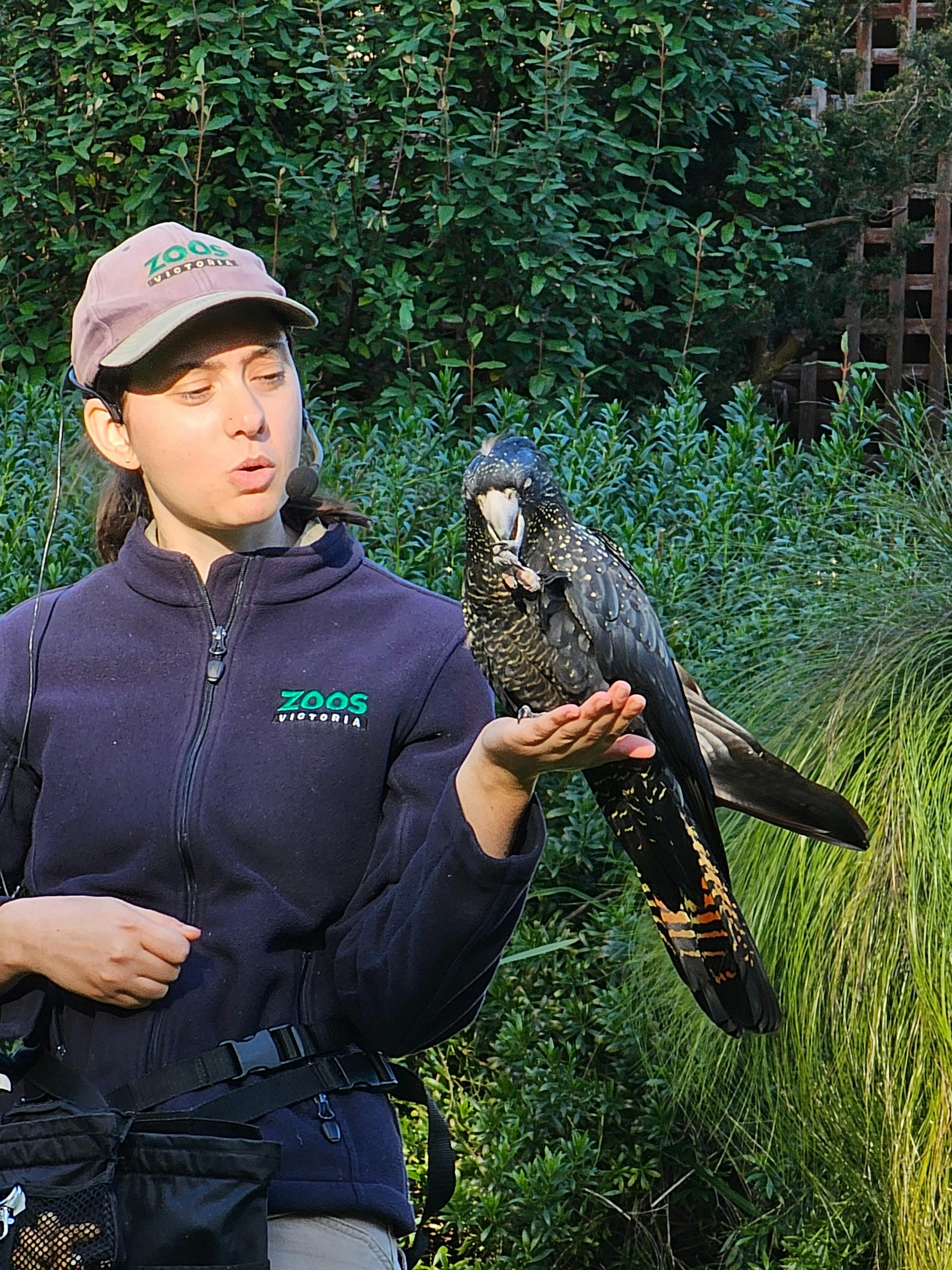 Black cockatoo