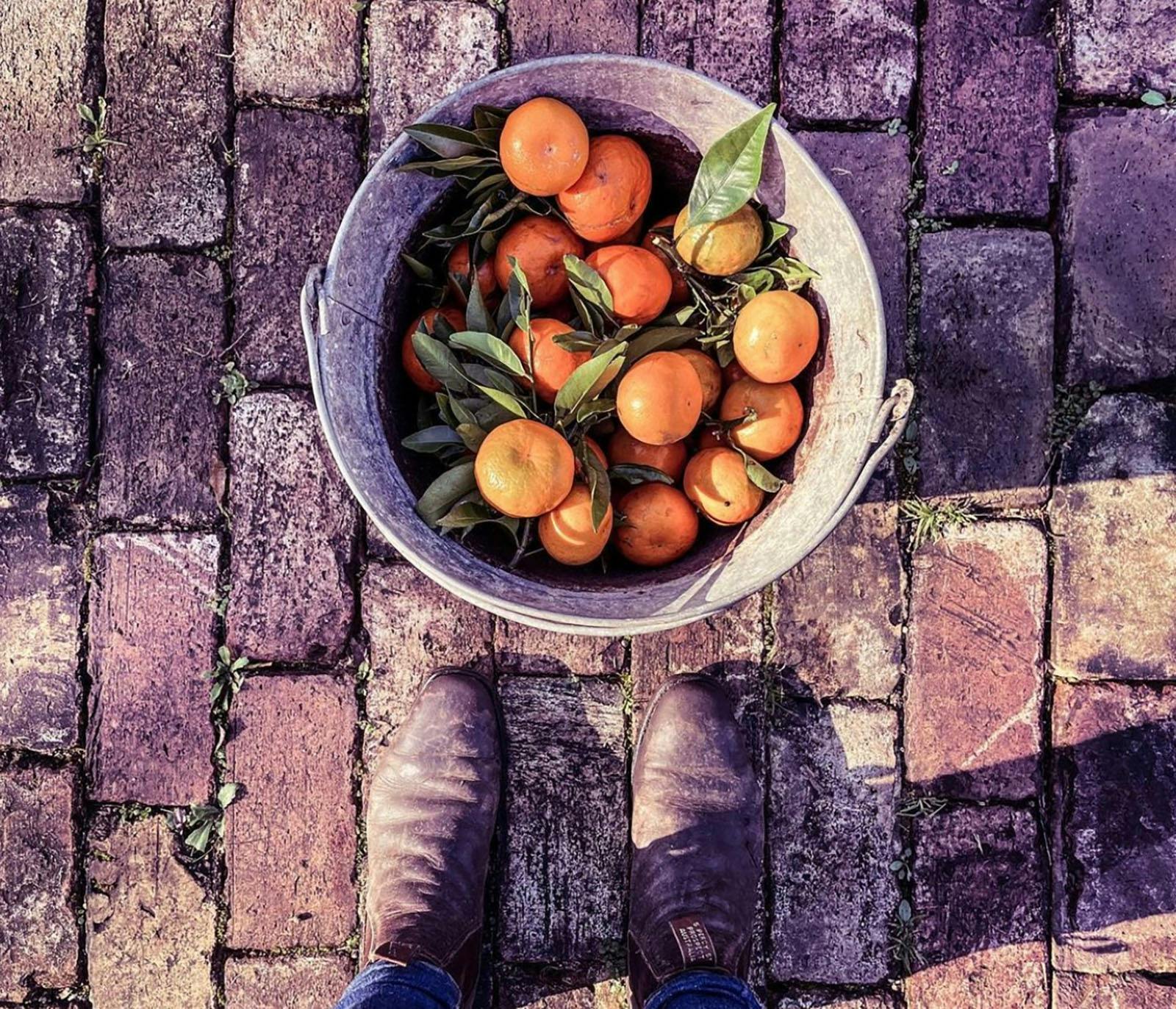 Harvest Milton