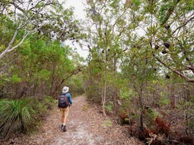 Angophora grove walking track