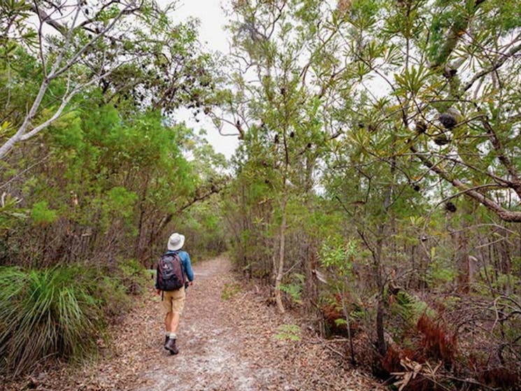 Angophora grove walking track