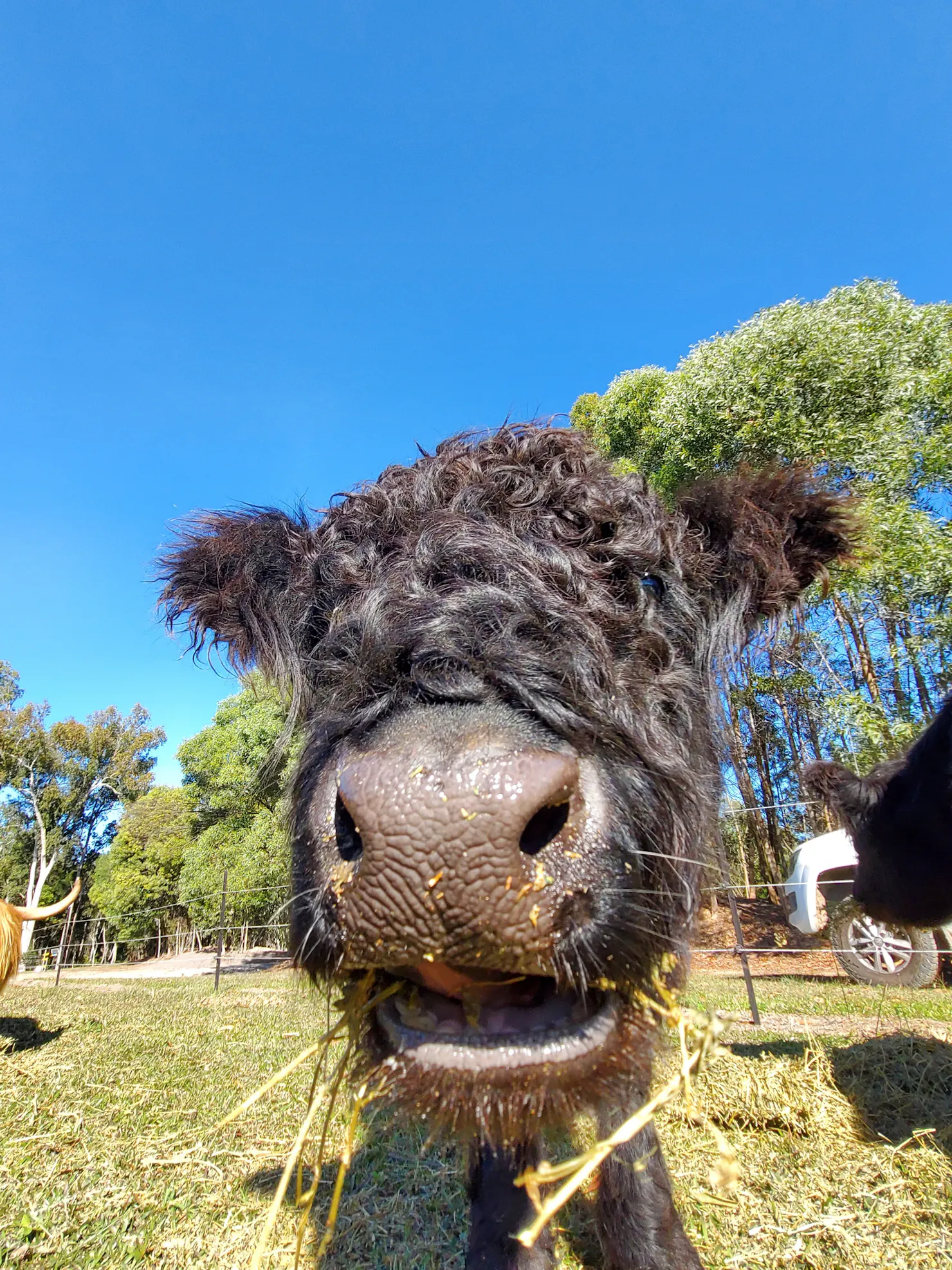 Curly cows