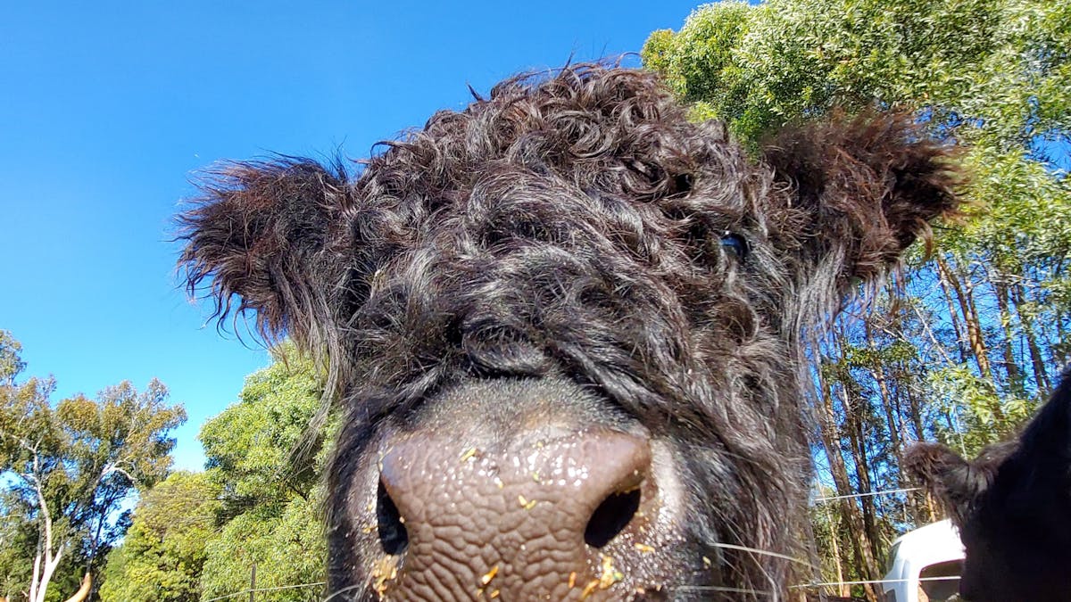 Curly cows