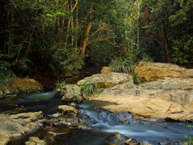 Rainforest Creek, Jumrum