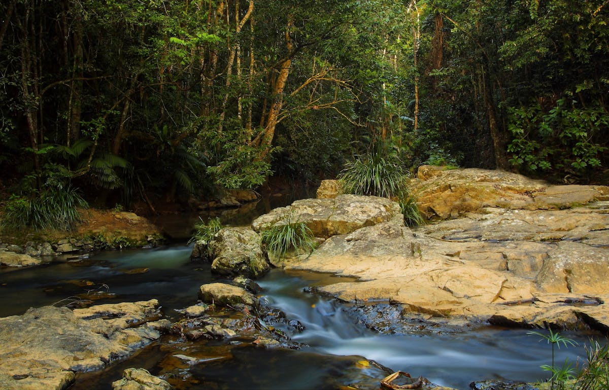 Rainforest Creek, Jumrum