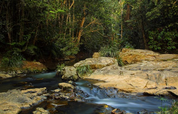 Rainforest Creek, Jumrum