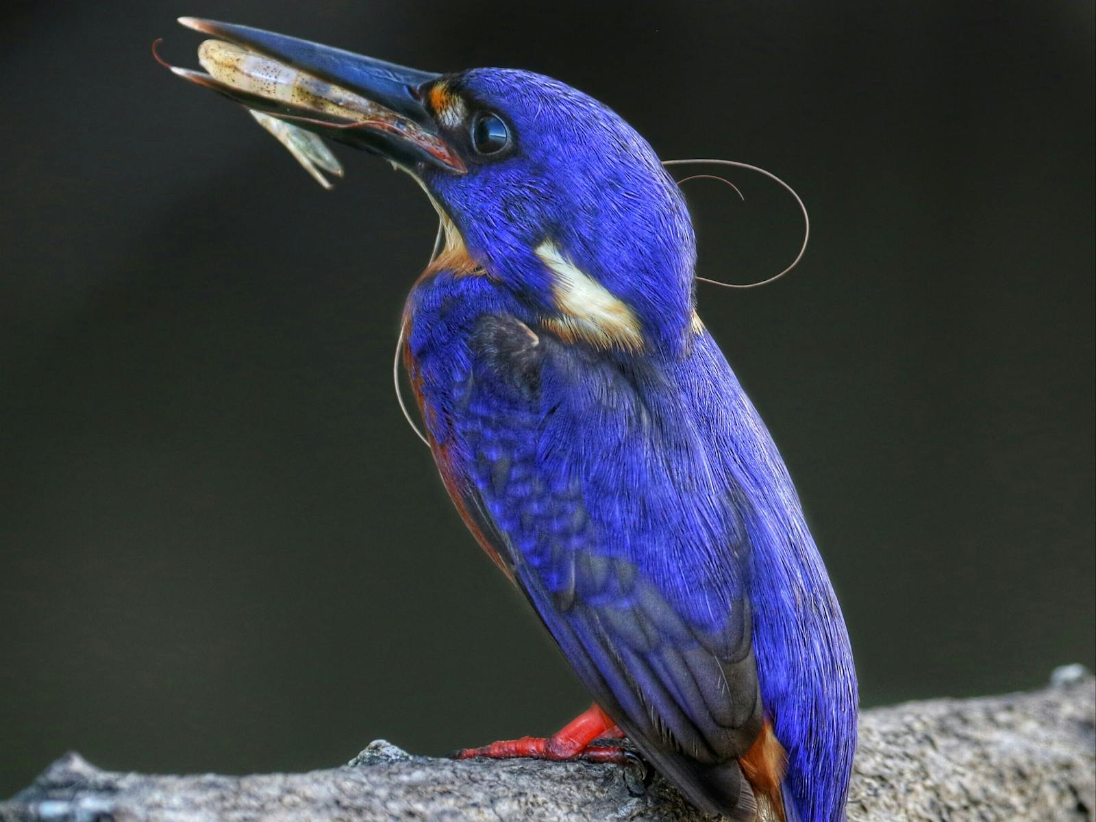 Solar Whisper Wildlife Cruises