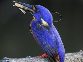 Azure Kingfisher Daintree River