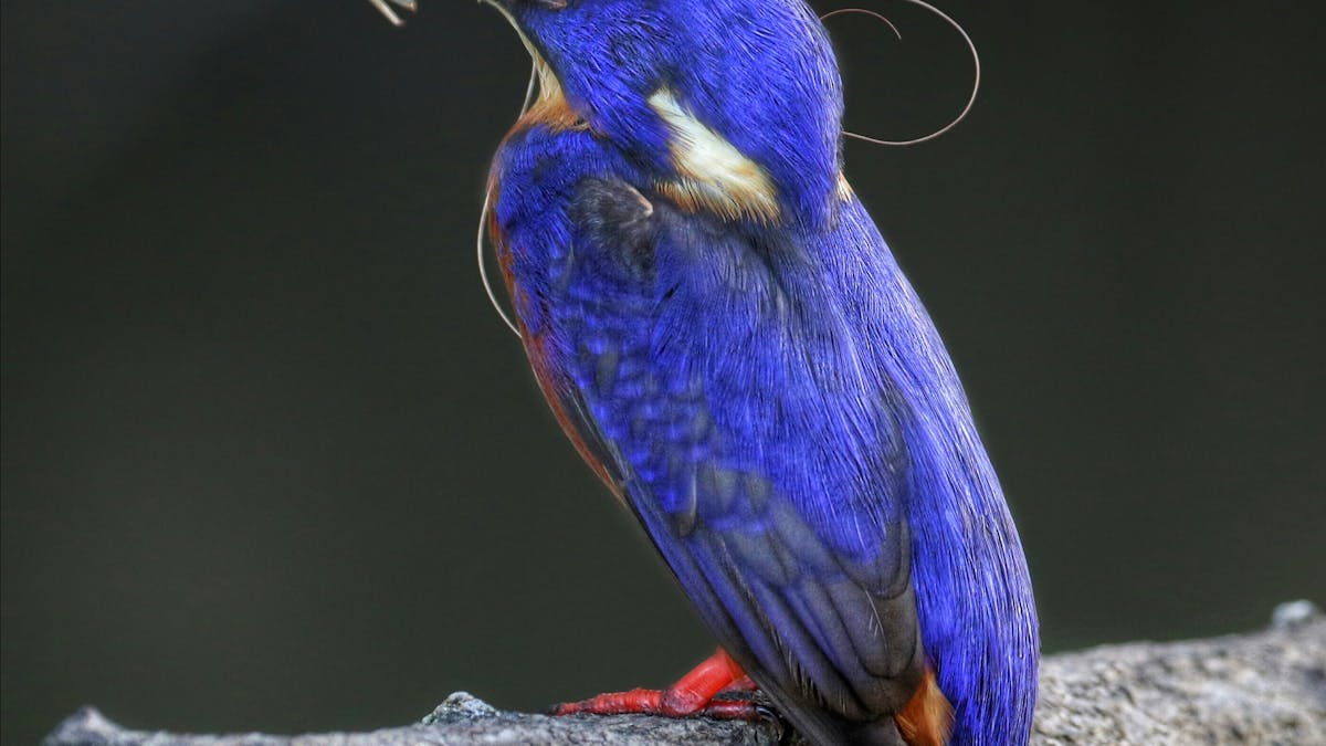 Azure Kingfisher Daintree River