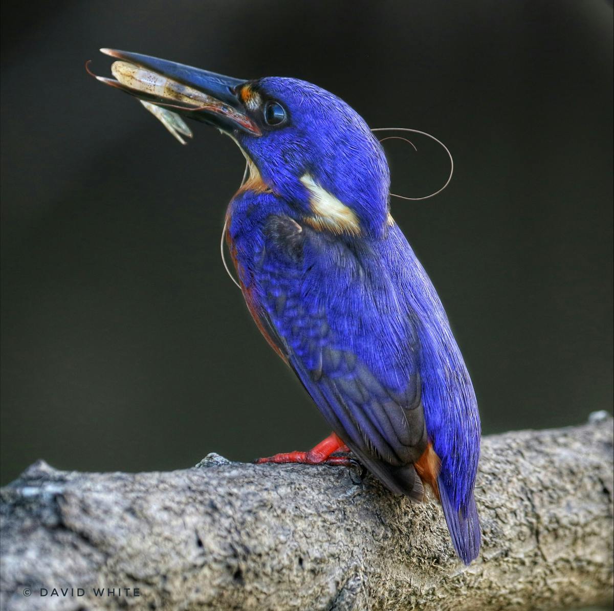 Azure Kingfisher Daintree River