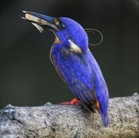 Azure Kingfisher Daintree River