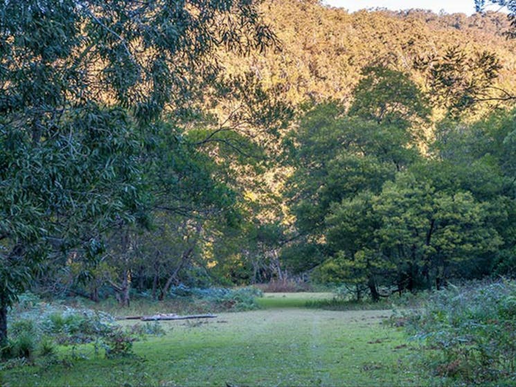 Griffins walking track