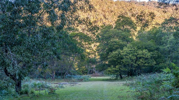 Griffins walking track