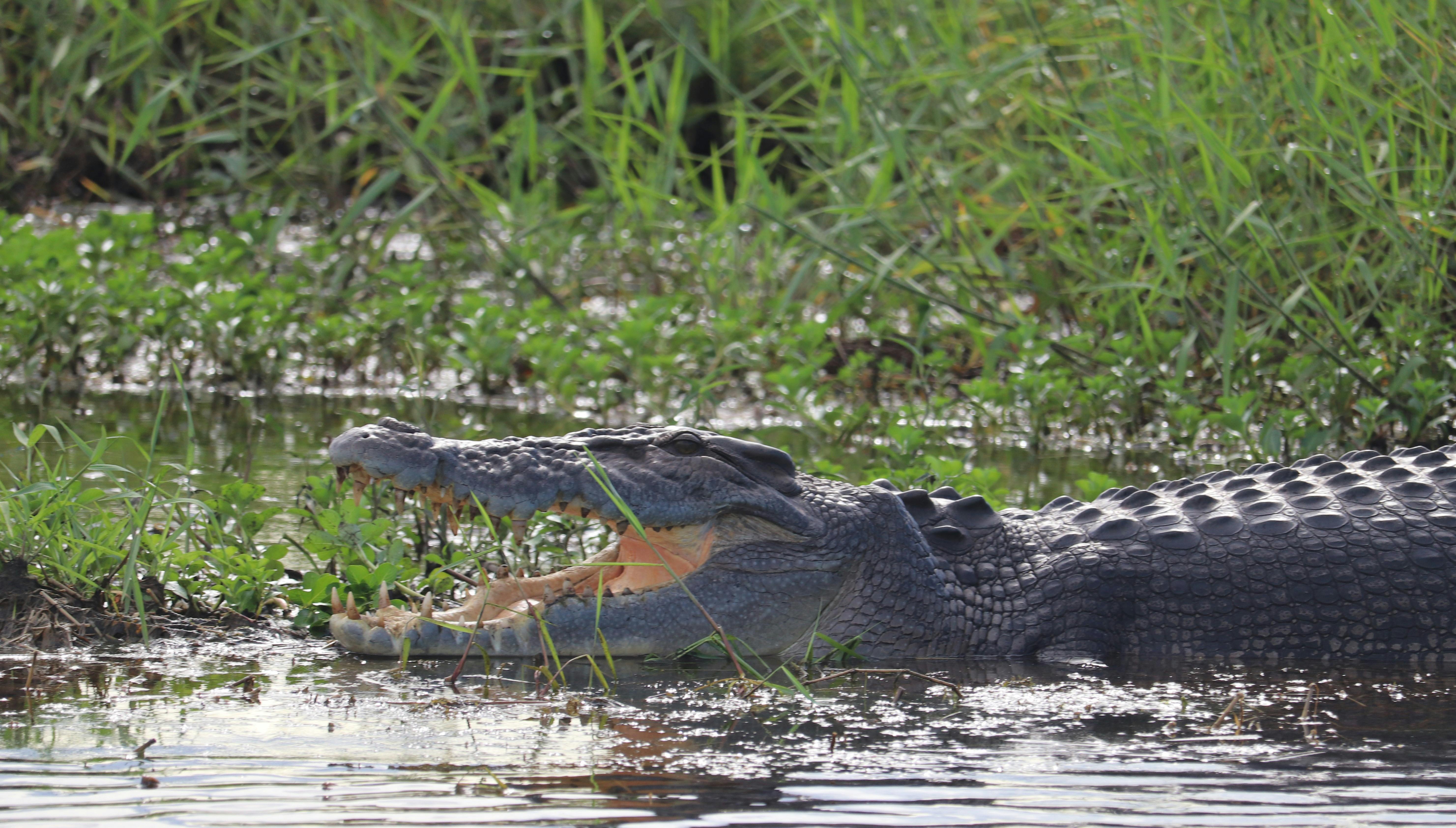 Crocodile
