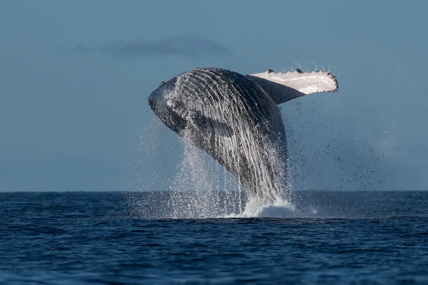 Whale Watching Sunshine Coast