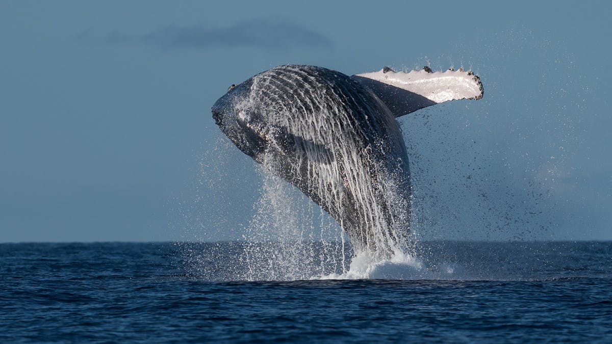 Whale Watching Sunshine Coast