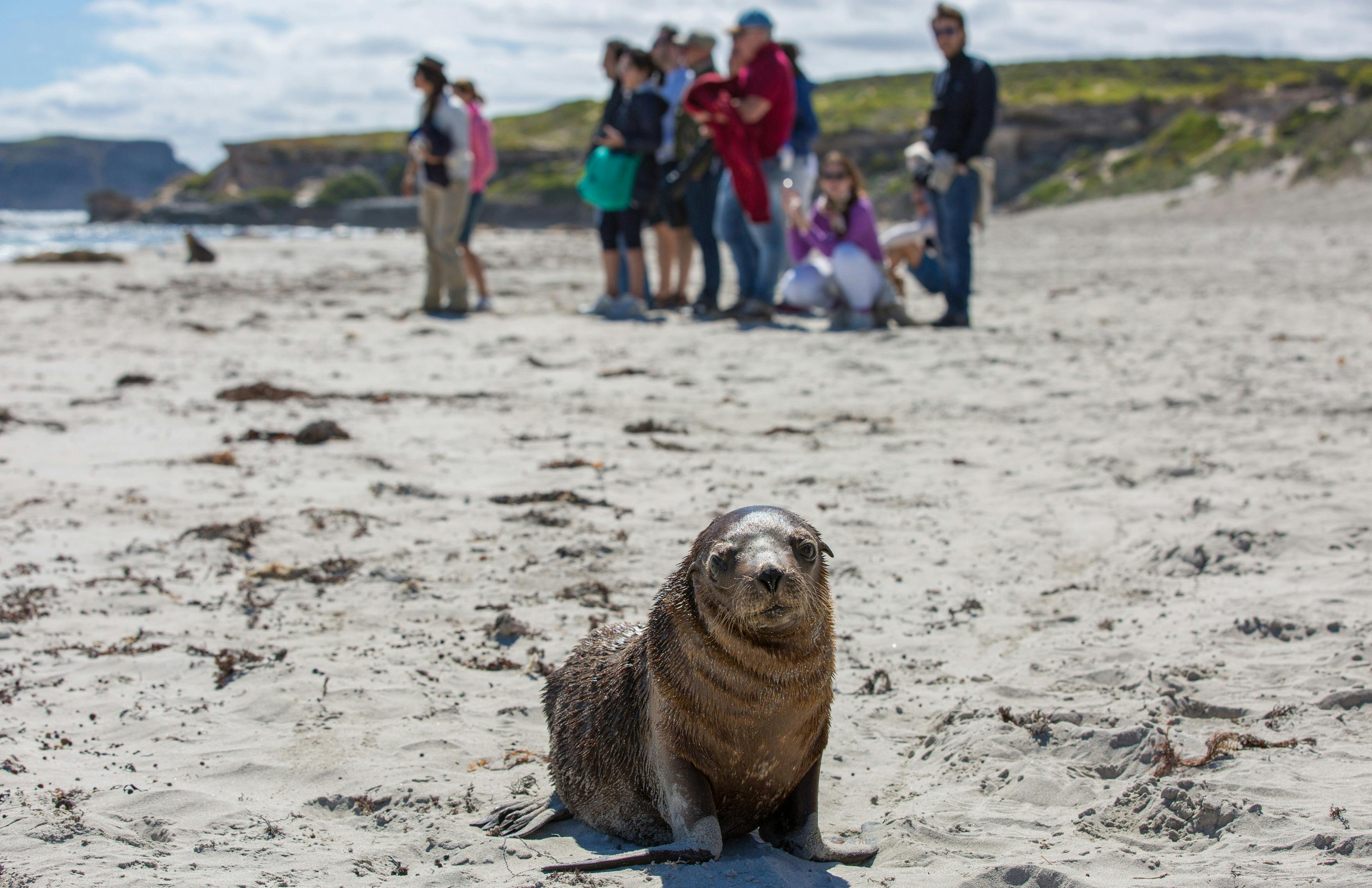 Four Day Adelaide, McLaren Vale & Kangaroo Island - Short Break