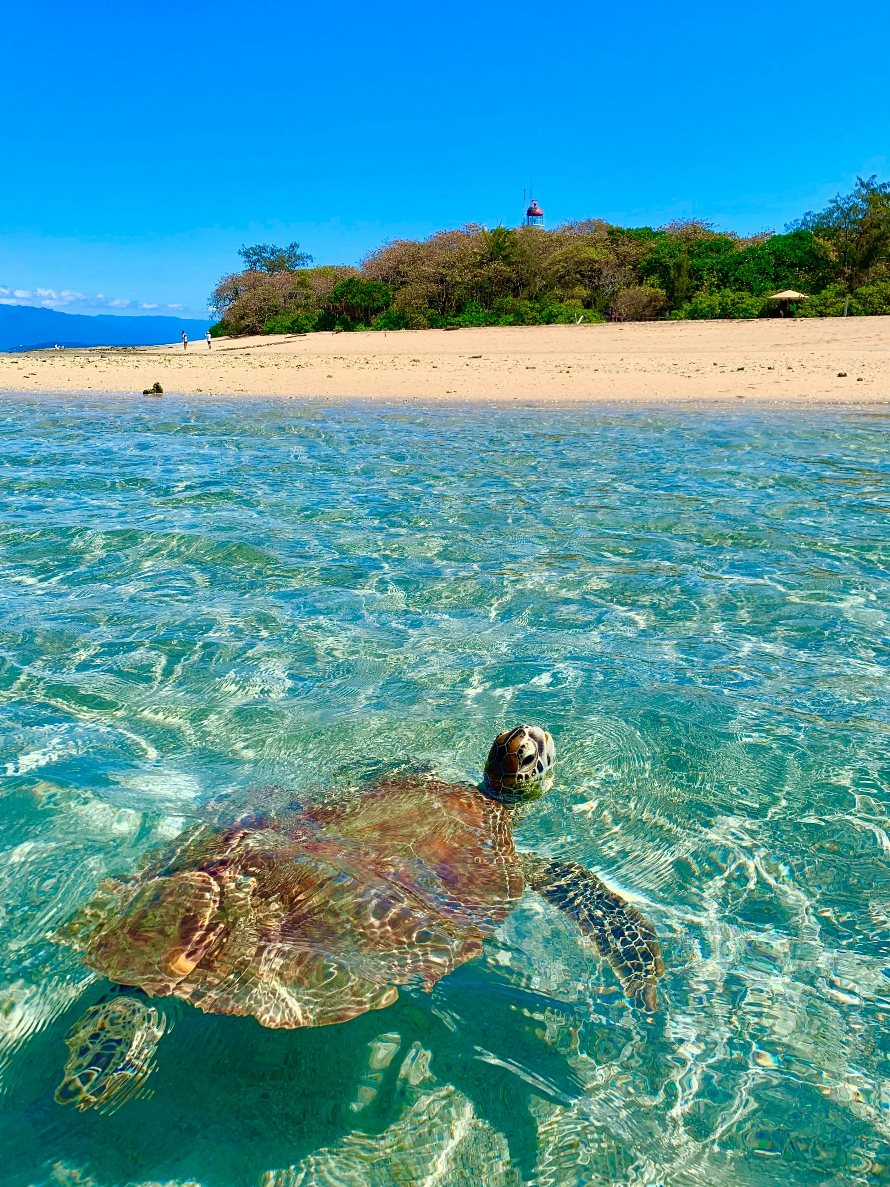 Turtle