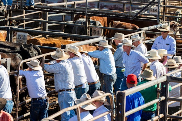 Gunnedah Saleyards