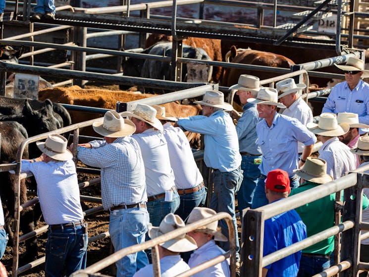 Gunnedah Saleyards