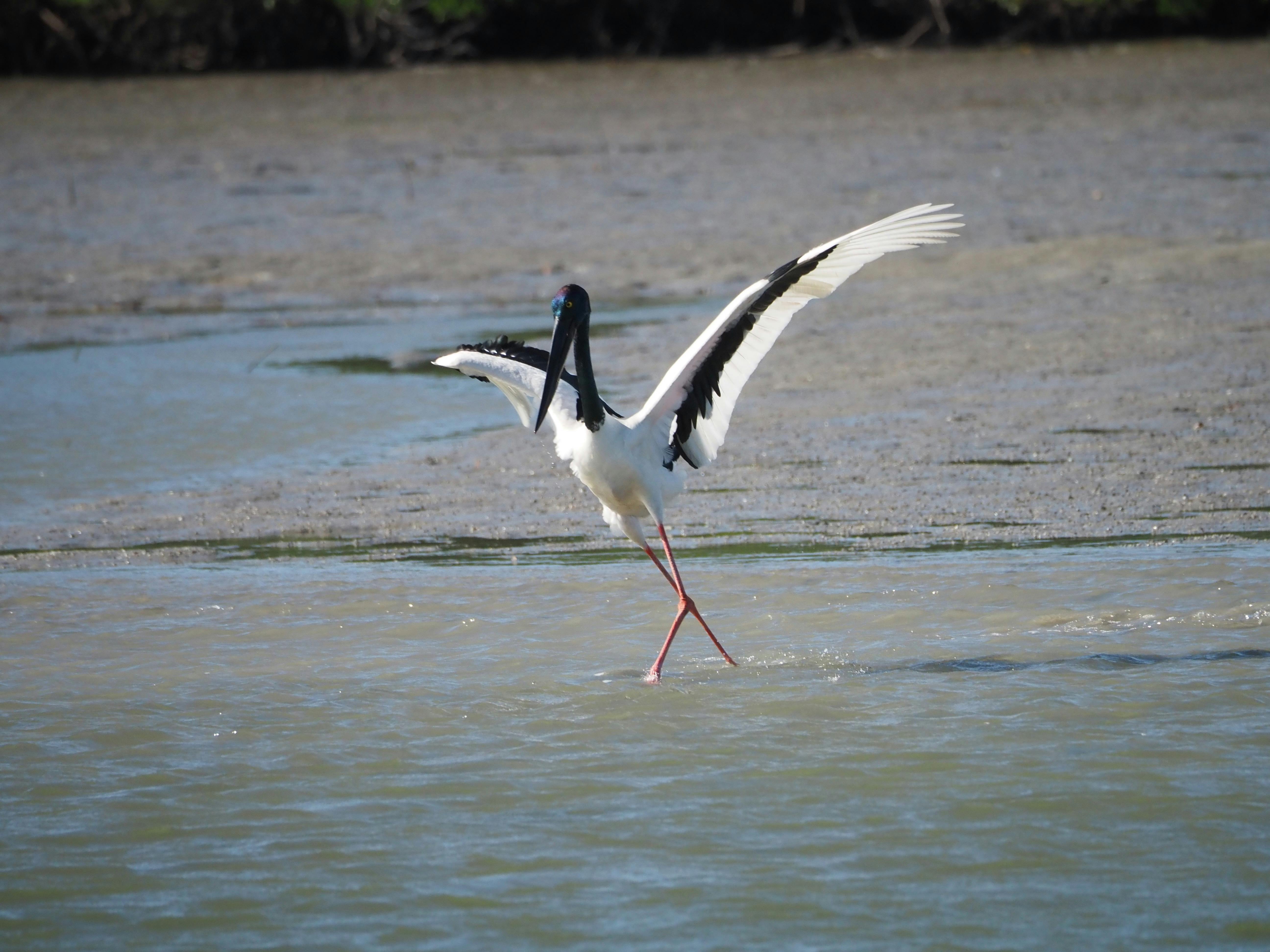Black Necked Stork