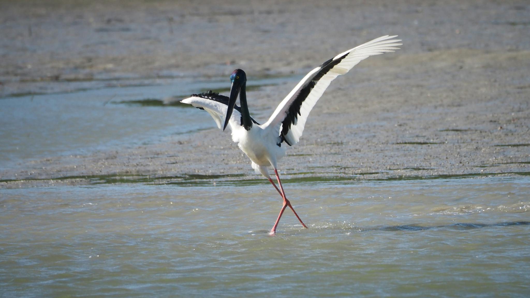 Black Necked Stork Black Necked Stork