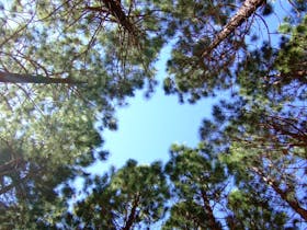Pine Radiata Treetops