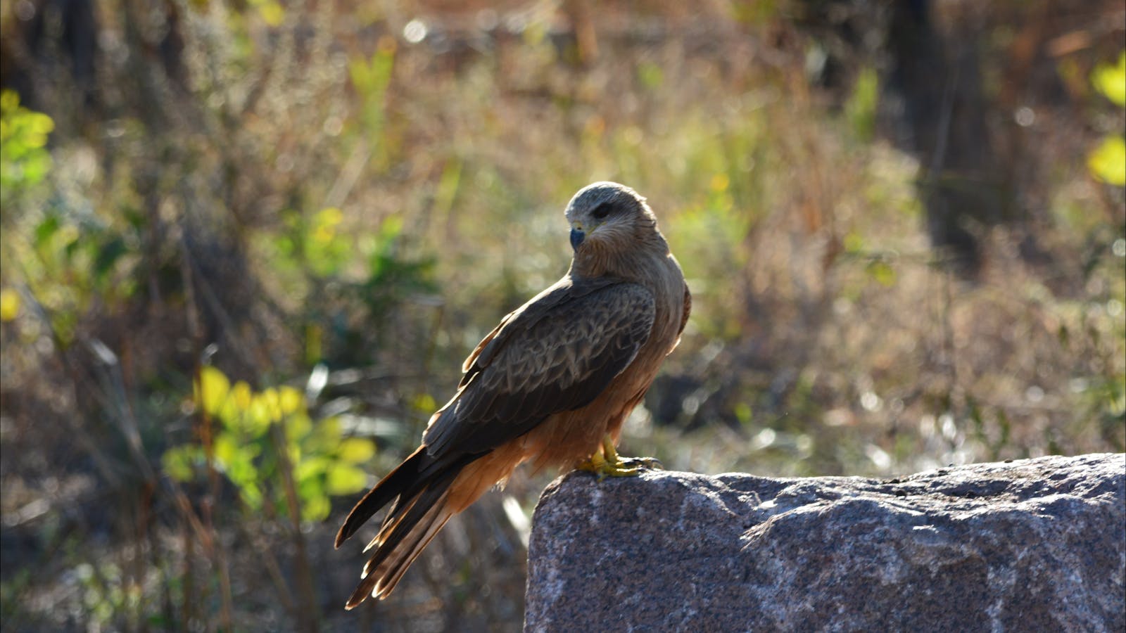 Whistling Kite