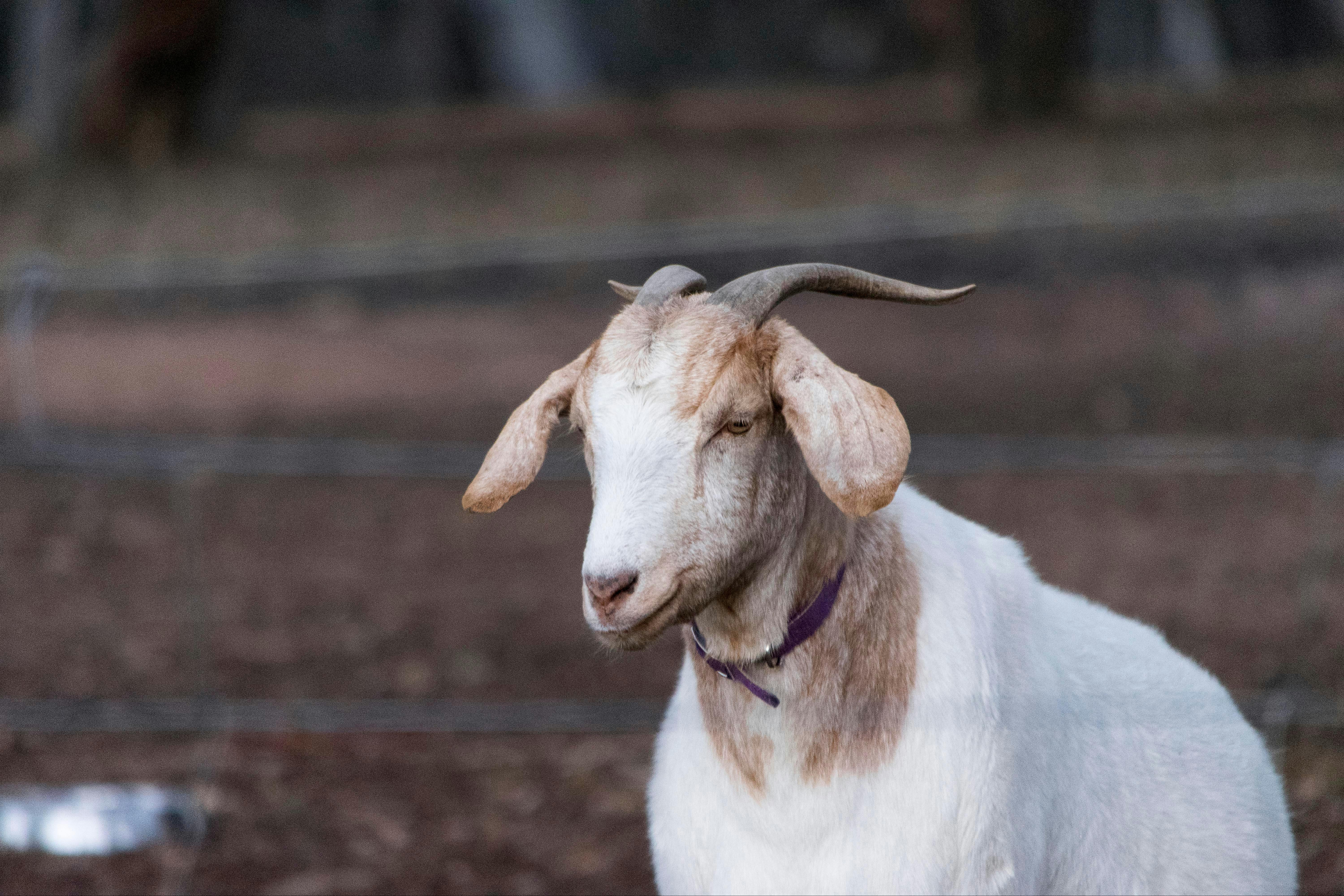 Barkala Farmstay and Blue Wren Bush Cafe