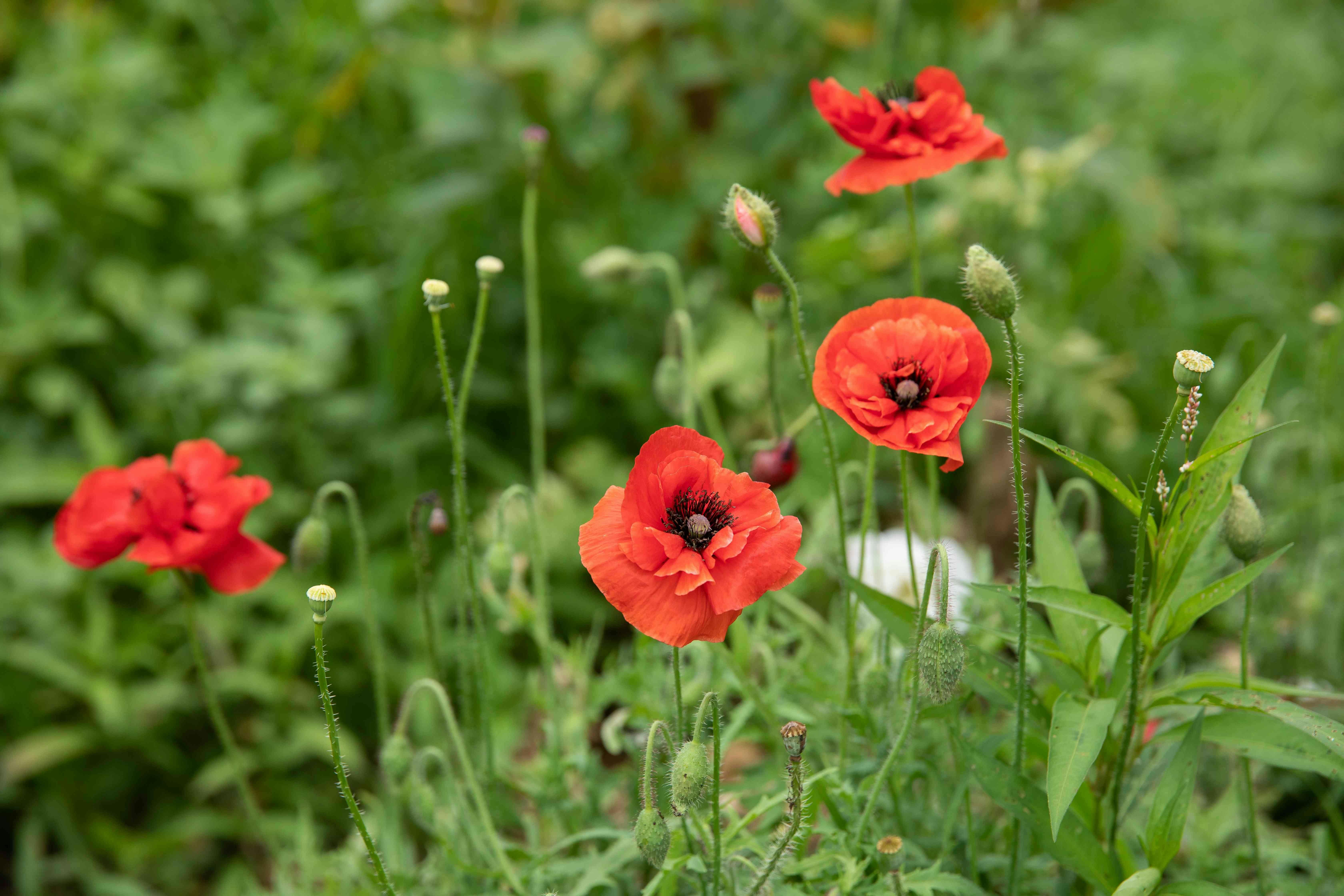 Anzac Day Services in the Copper Coast