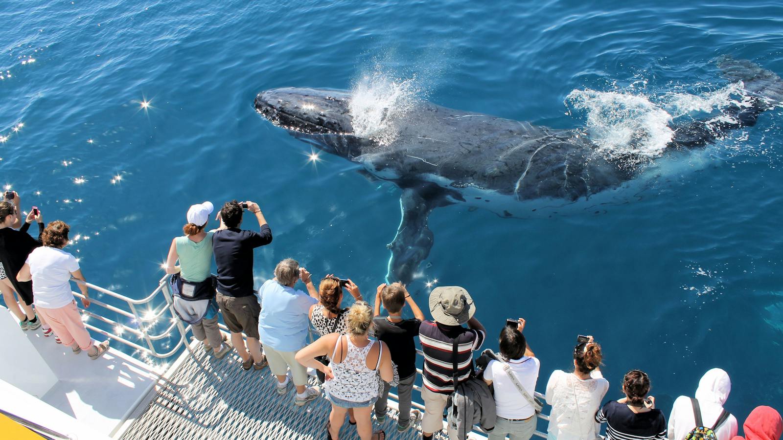 Whales Hervey Bay