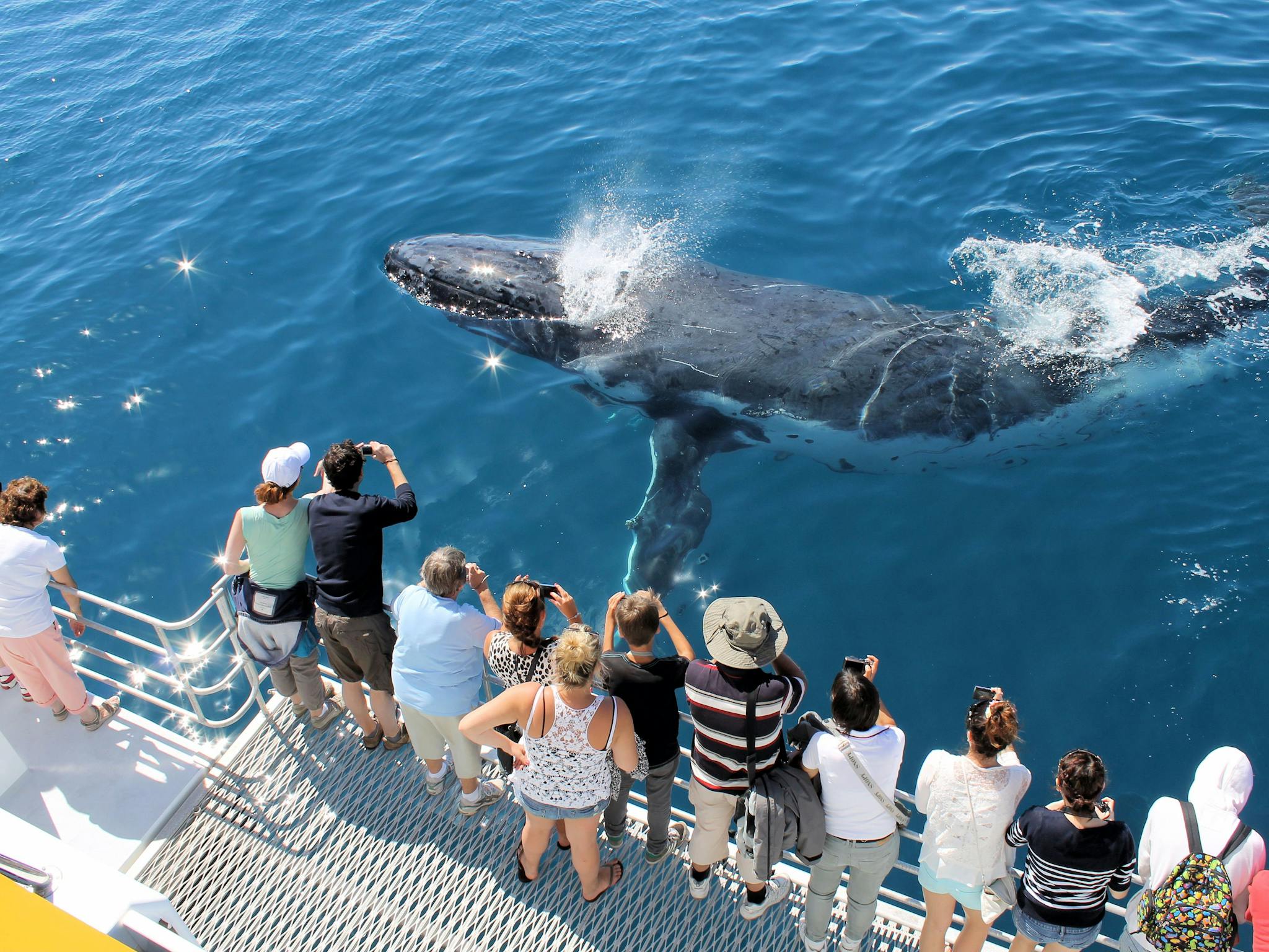 Whales Hervey Bay Whales Hervey Bay