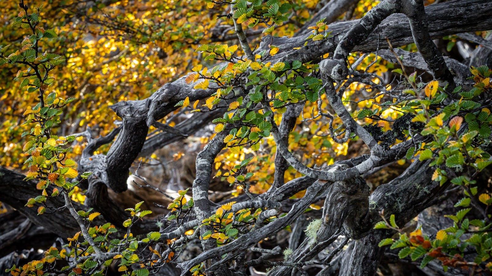 Fagus