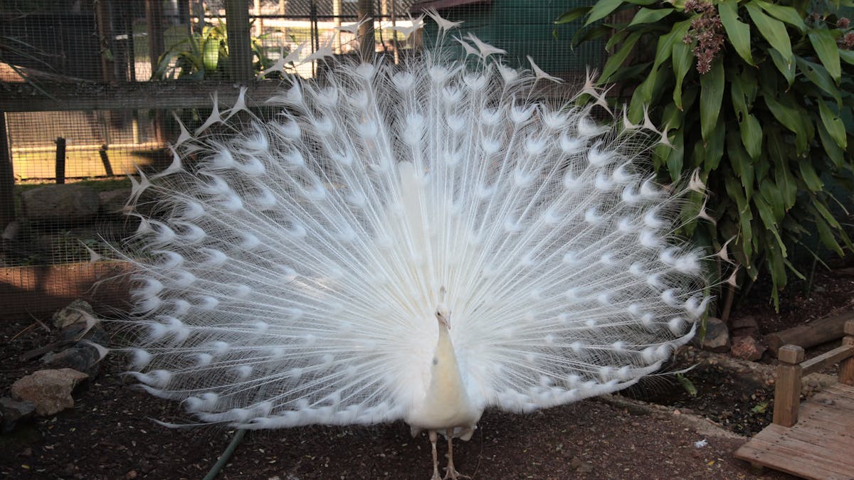 White Peacock