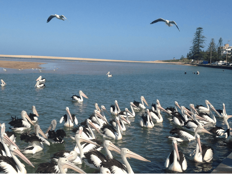 Pelicans at The Entrance NSW