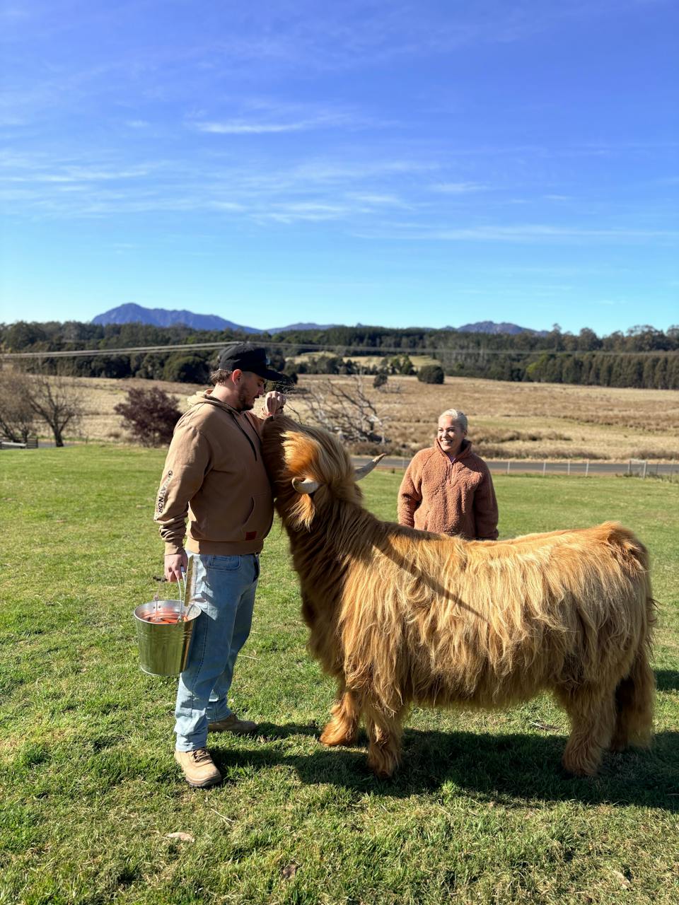 Cradle Mountain Highlands (Highland Cow Experiences) photo