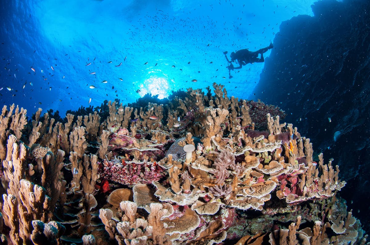 Diver with Underwater Camera