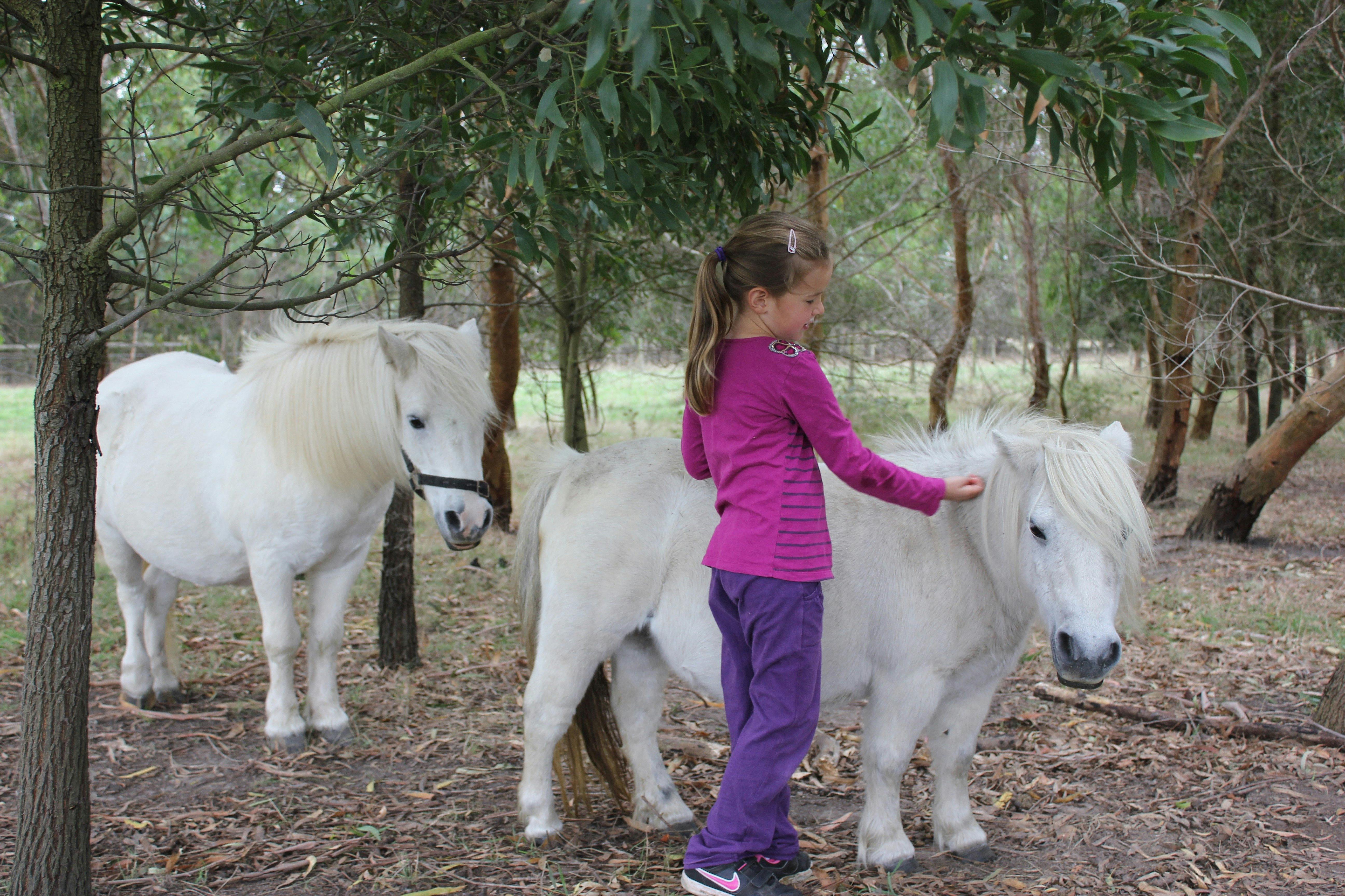 Rain Hayne and Shine Farmyard