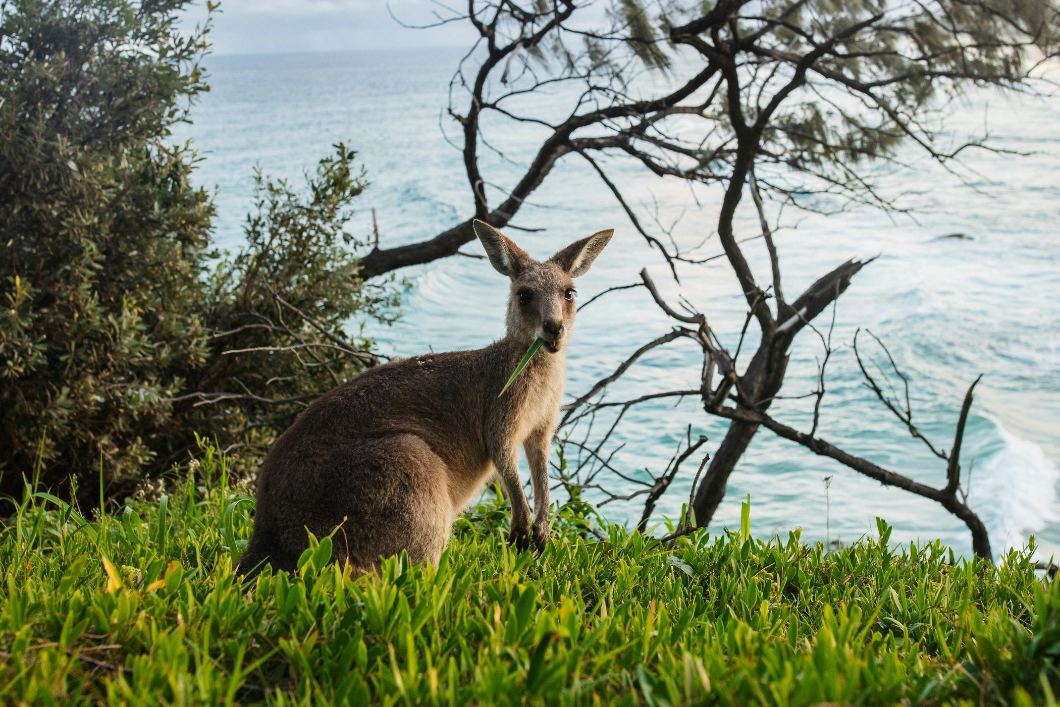 Kangaroo on Gorge