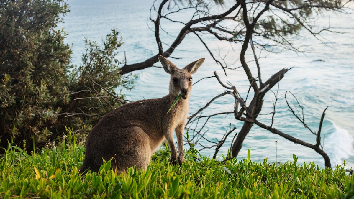 kangaroo