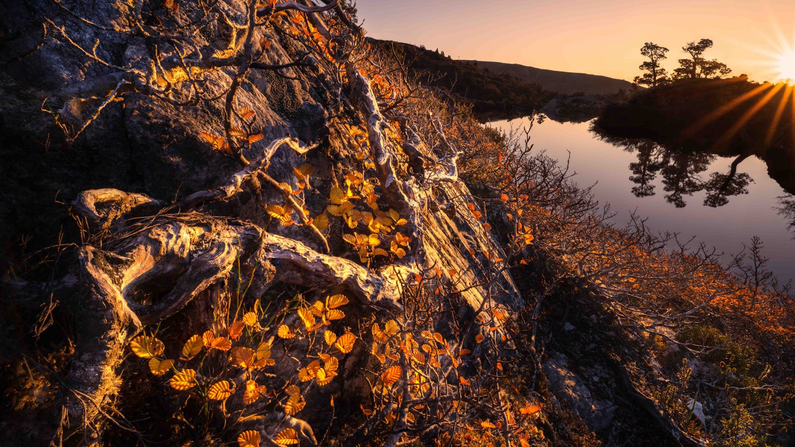 Fagus Sunrise