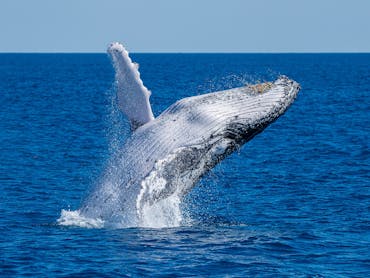 Breaching whale in Noosa