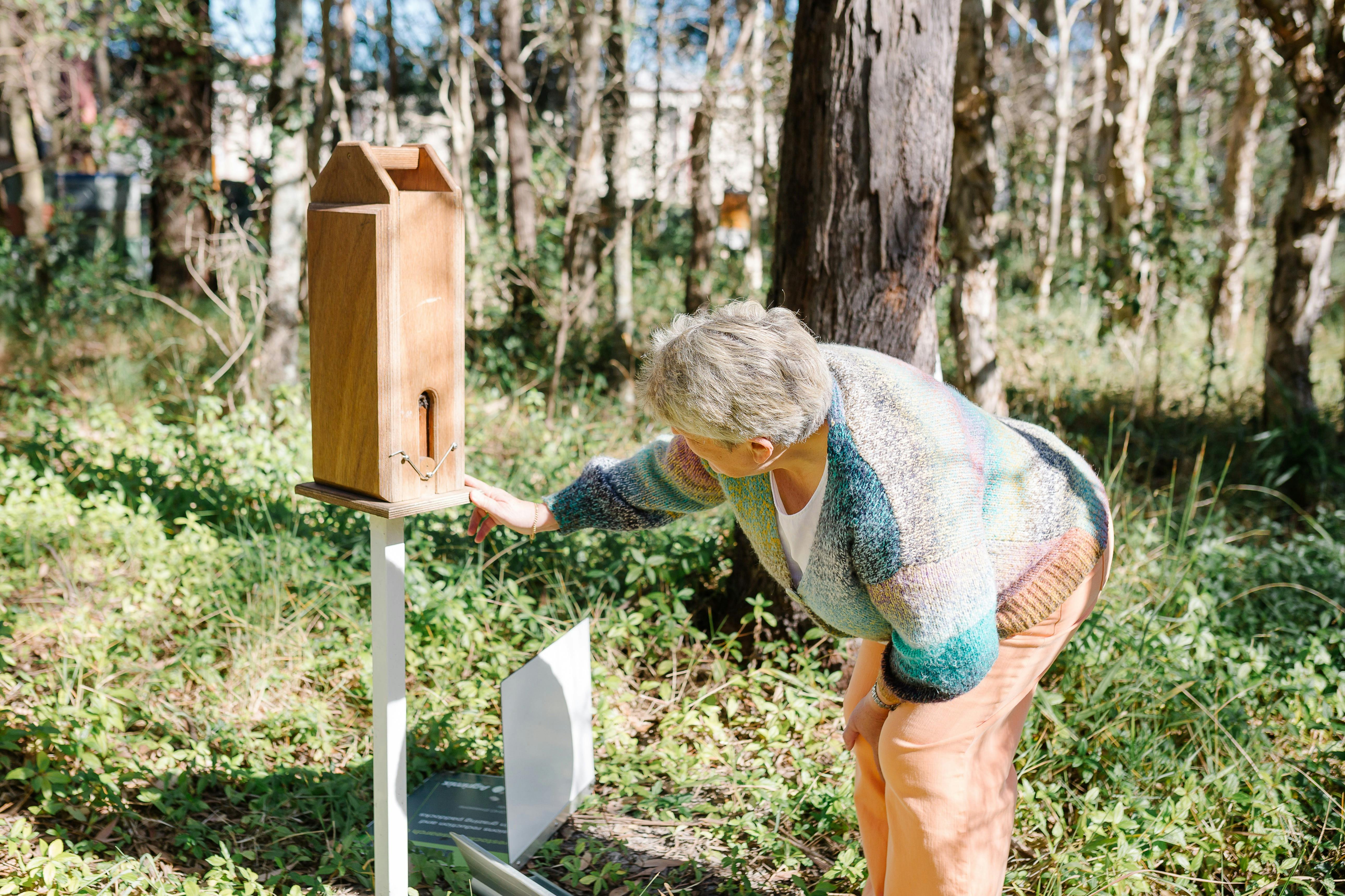 在来種のミツバチの巣箱の検査