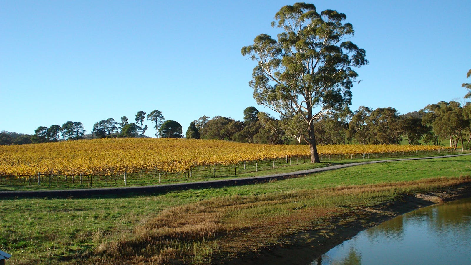 Malcolm Creek Vineyard